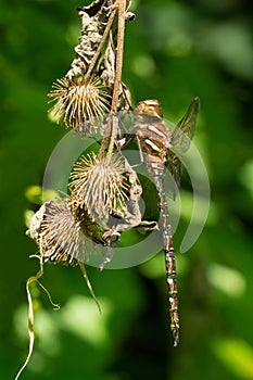 Shadow Darner Dragonfly - Aeshna umbrosa