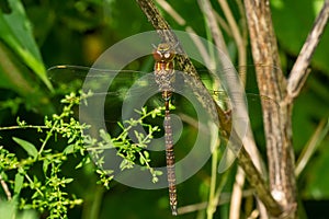 Shadow Darner Dragonfly - Aeshna umbrosa