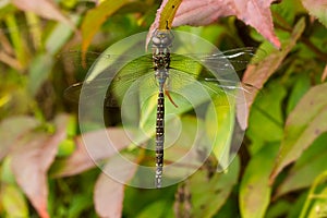 Shadow Darner Dragonfly - Aeshna umbrosa