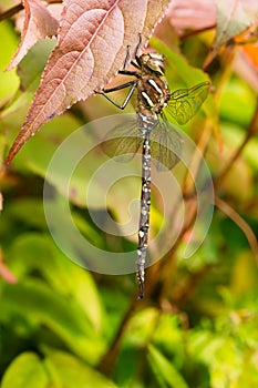 Shadow Darner Dragonfly - Aeshna umbrosa