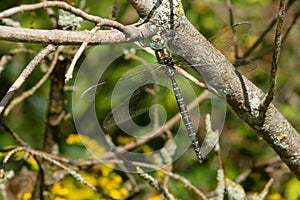 Shadow Darner Dragonfly - Aeshna umbrosa