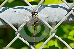 Shadow Darner Dragonfly - Aeshna umbrosa