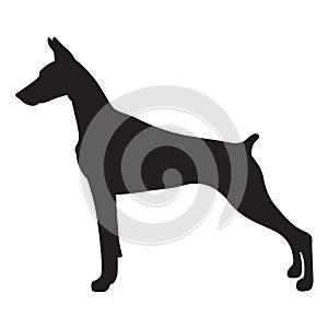 Shadow doberman dog, vector