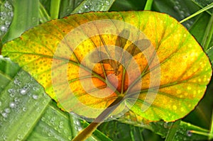 Shadow of dragonfly on leaf