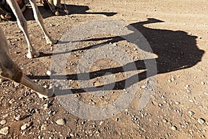 Shadow of a dromedary (camel).