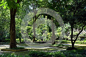 Shadow of elm trees in garden