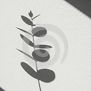 A shadow of a eucalyptus branch