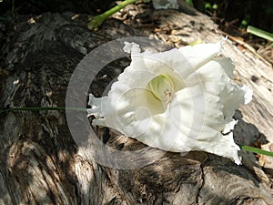 Shadow on falling white flower on old log