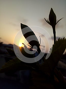 Shadow flowers with sunset