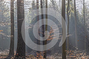 shadow with fog in the Taunus forest near Glashuetten at the Feldberg area