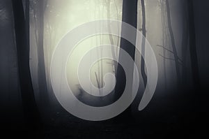 Shadow ghost on Halloween in dark forest with fog