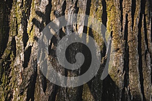 Shadow of a hand above a tree trunk.
