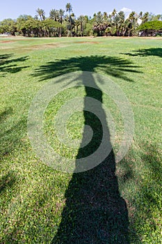 Shadow of a Hawaiian palm tree cast across a lawn