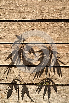 Shadow from hemp plants on a wooden surface