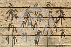 Shadow from hemp plants on a wooden surface