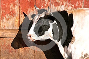 Shadow of a Holstein dairy animal outlined on a barn wall
