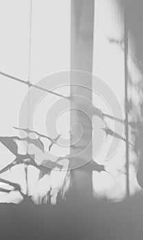 Shadow house plants and leaves silhouette overlay on white cement wall in bed room,Natural sunlight shining through window on