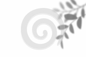 Shadow of leaf overlay on white texture background. Use for decorative product presentation
