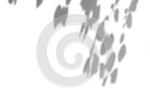 Shadow of leaf overlay on white texture background. Use for decorative product presentation