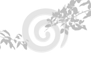 Shadow of leaf overlay on white texture background. Use for decorative product with shadow of leaf presentation