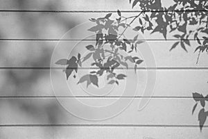 The shadow  leaf of tree on a white wooden wall surface backgeound