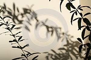 Shadow of leaves branches in wind show on the white wall background