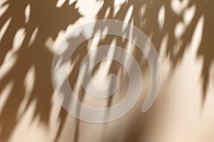 Shadow of leaves on solid beige wall texture background
