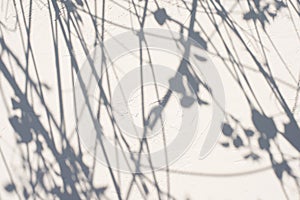 Shadow of the leaves on a white concerte wall