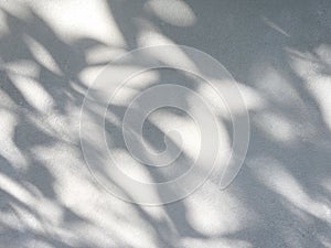 shadow of the leaves on a white wall.