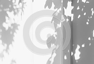 Shadow of the leaves on a white wall