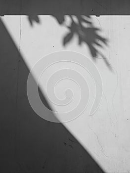 Shadow of the leaves on a white wall