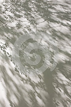 The shadow of the leaves on a white wall