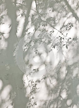 The shadow of the leaves on a white wall