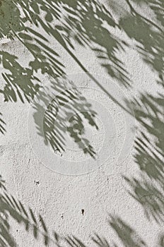 The shadow of the leaves on a white wall