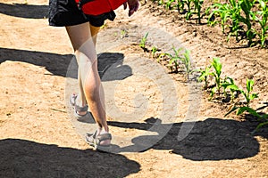 Shadow and legs of a woman walking near corn plants