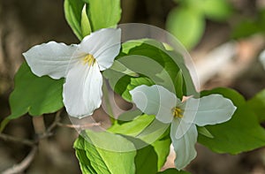 Shadow and Light Contrast for These Two Trillium Waiting the End of Spring