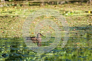 Female greenhead