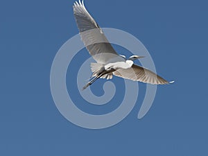 Shadow Maker of The Sky-egret fly bird-