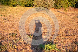 Shadow of a man on the grass. Long reflection of a woman on a beveled yellow field