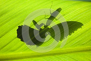 Shadow of a mantis eating a butterfly