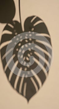 Shadow of a Monstera leaf (Monstera deliciosa) is cast on a beige wall. The leaf's distinctive
