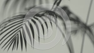 Shadow overlay background. Blurred shadows of tropical palm leaves and plants on a white clean wall in sunlight.