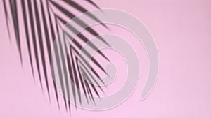 Shadow overlay background. Blurred shadows of tropical palm leaves and plants on a white clean wall in sunlight.