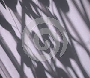 Shadow overlay black and white background. Window and plant leaves texture shadows abstract.