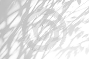 Shadow overlay effect. Abstract sunlight background with organic botanical shadows from plants, leaves, and branches