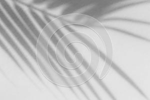 Shadow overlay effect for photo. Shadows from tree leaves palm and tropical branches on a white wall in sunlight