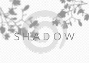 Shadow overlay effect. Transparent soft light and shadows from plant branches  leaves and foliage