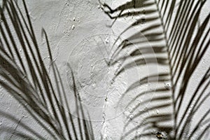 shadow of palm fronds on a wall