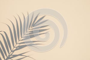 Shadow of a palm leaf on a light beige wall