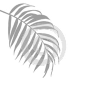 Shadow of a palm leaf PNG